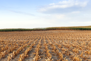 Image showing harvesting corn, defocus