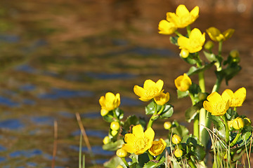 Image showing riverbank beauty