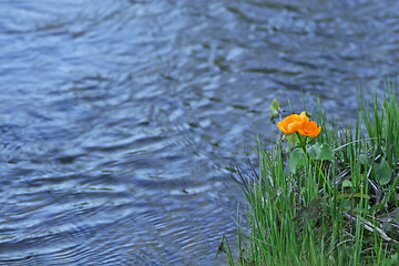 Image showing orange water flower