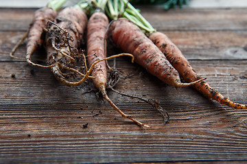 Image showing New harvest fresh organic carrots