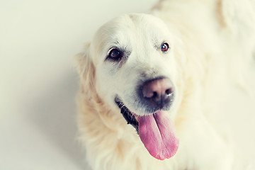 Image showing close up of golden retriever dog