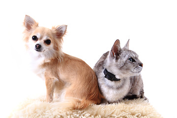 Image showing cat and chihuahua are resting