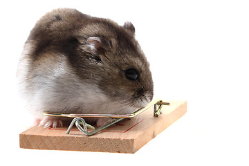 Image showing dzungarian hamster isolated