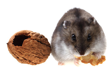 Image showing dzungarian hamster isolated