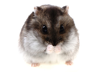 Image showing dzungarian hamster isolated