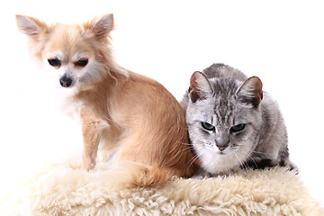 Image showing cat and chihuahua are resting