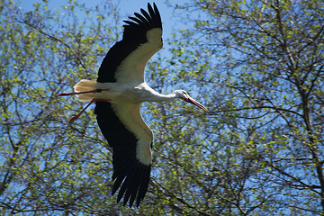 Image showing White stork (Ciconia ciconia)