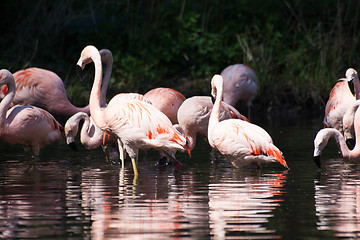 Image showing Greater Flamingo (Phoenicopterus roseus)