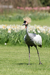 Image showing Black Crowned Crane (Balearica pavonina)