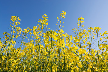 Image showing Rape Flowers in Germany