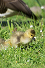 Image showing Grey Goose Biddy