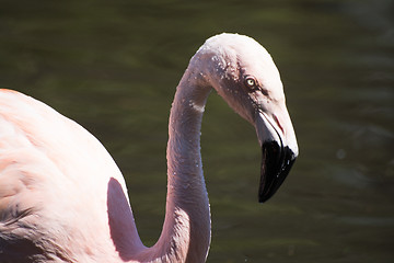 Image showing Greater Flamingo (Phoenicopterus roseus)