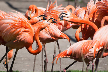 Image showing American Flamingo (Phoenicopterus ruber)