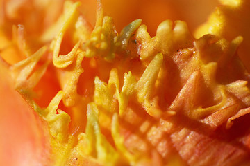 Image showing Close-Up of a Tulip Blossom