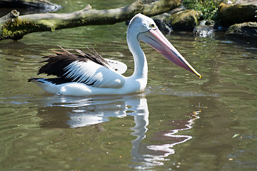 Image showing Pelican (Pelecanidae)