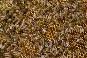 Image showing Bee Colony