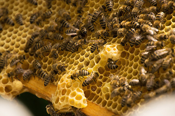 Image showing Bee Colony