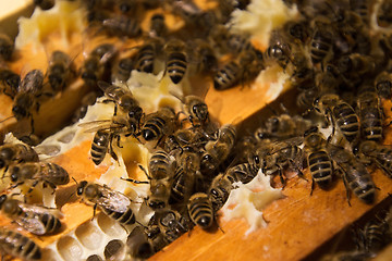 Image showing Bee Colony