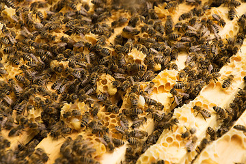 Image showing Bee Colony