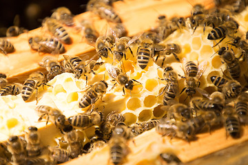 Image showing Bee Colony