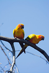 Image showing Small Parrot