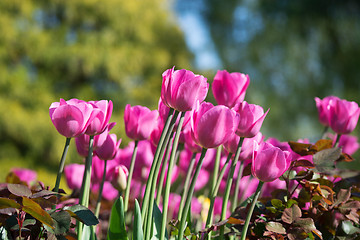 Image showing Tulip Blossom in the Netherlands