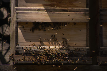 Image showing Bee Colony