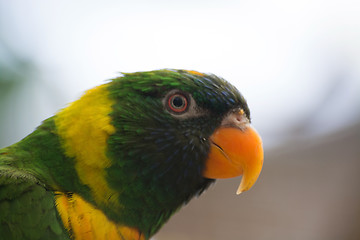 Image showing Small Parrot