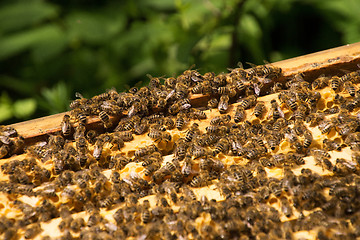 Image showing Bee Colony