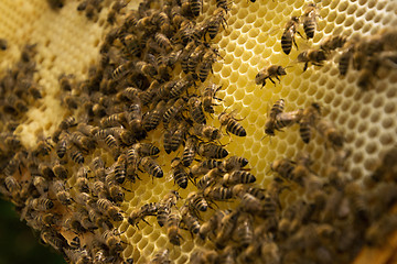 Image showing Bee Colony