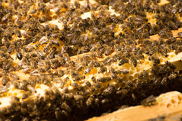 Image showing Bee Colony