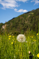 Image showing common dandelion (Taraxacum sect. Ruderalia)