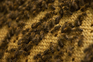 Image showing Bee Colony