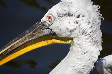 Image showing Pelican (Pelecanidae)