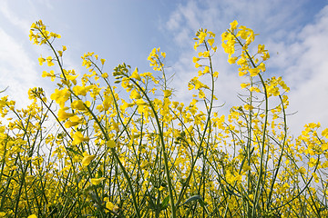 Image showing Rape Flowers in Germany