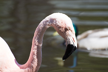 Image showing Greater Flamingo (Phoenicopterus roseus)