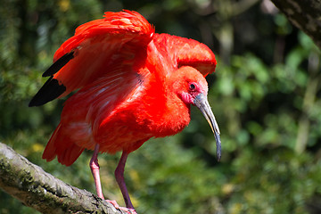 Image showing Scarlet Ibis (Eudocimus ruber)