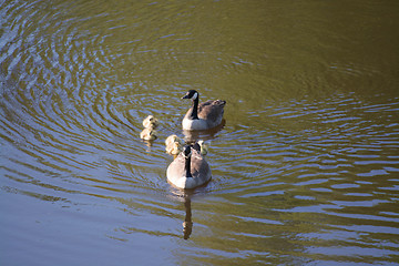 Image showing Grey Goose Biddy