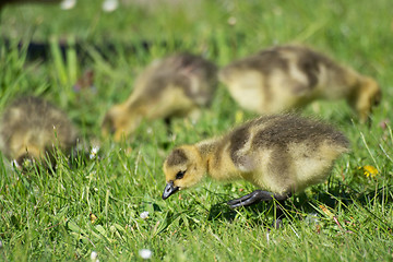 Image showing Grey Goose Biddy