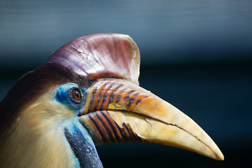 Image showing Knobbed Hornbill (Aceros cassidix)