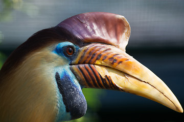 Image showing Knobbed Hornbill (Aceros cassidix)