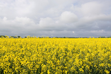 Image showing Rape Flowers in Germany