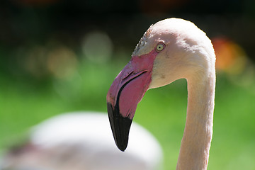 Image showing Greater Flamingo (Phoenicopterus roseus)