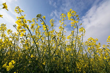 Image showing Rape Flowers in Germany