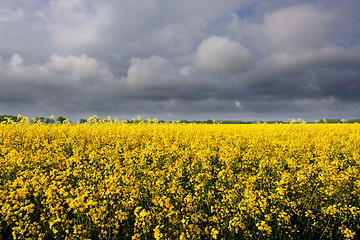 Image showing Rape Flowers in Germany