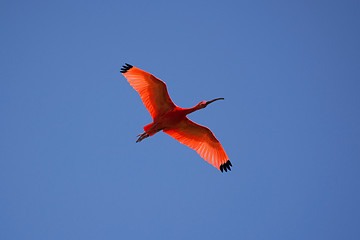 Image showing Scarlet Ibis (Eudocimus ruber)