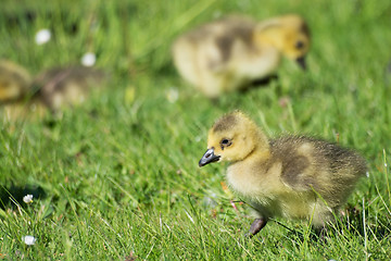 Image showing Grey Goose Biddy