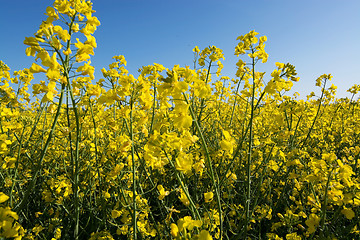 Image showing Rape Flowers in Germany