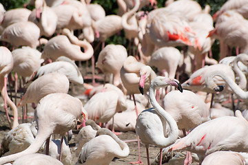 Image showing Greater Flamingo (Phoenicopterus roseus)