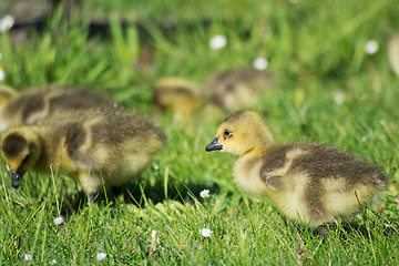 Image showing Grey Goose Biddy